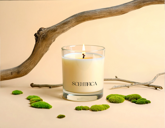 Cedar + Camphor Soy Candle